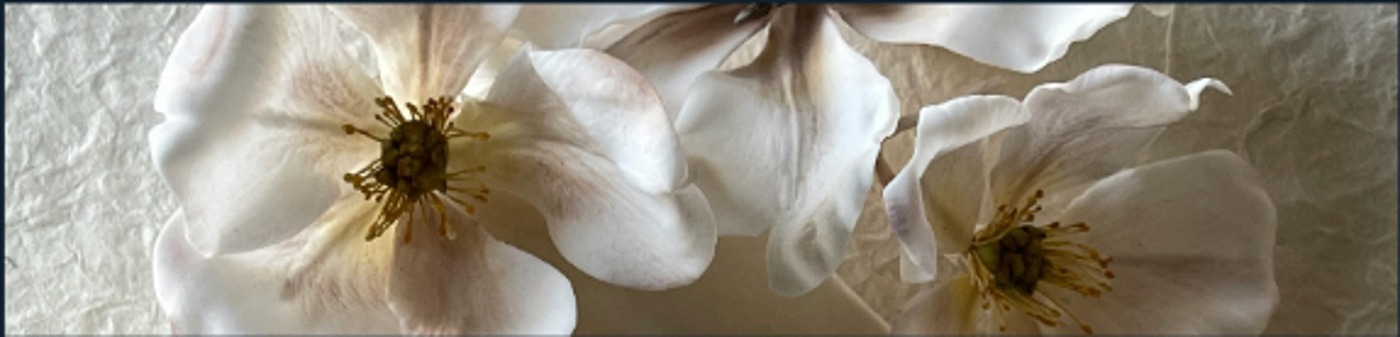 Flores blancas decorativas
